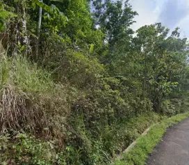Tanah Perkebunan