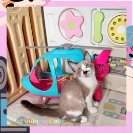 Kucing Ragdoll x Siamese Betina shorthair Chocolate Cinnamon White