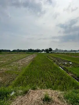dijual sawah atas nama pribadi