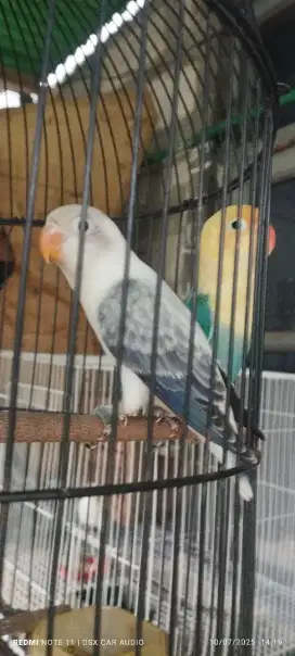 Lovebird bio ewing move