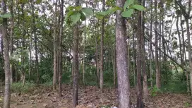 Pohon Jati murah