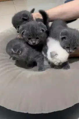 Kitten BSH,jenis British dan fold