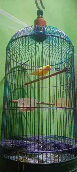 GACORAN Lokal Kalitan