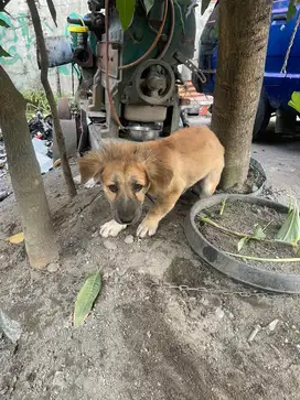 Anjing Kaki Pendek Jantan