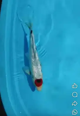 Koi Tanco Showa Ginrin size 35cm up