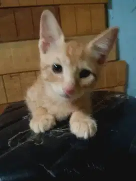 Adopsi Anak Kucing Gratis