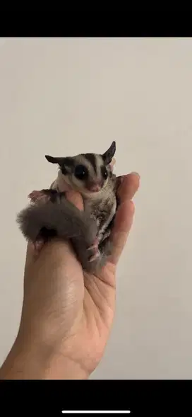 Sugar Glider Classic Grey Jantan