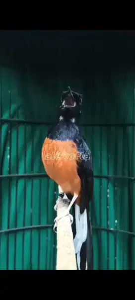 Berung murai blorok gacor