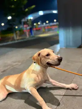 anak anjing Pitbull betina 5 bulan