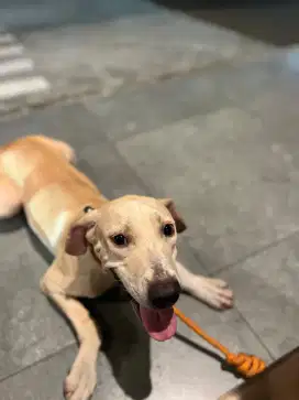 anak anjing Pitbull betina 5 bulan