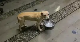 anak anjing Pitbull betina 5 bulan