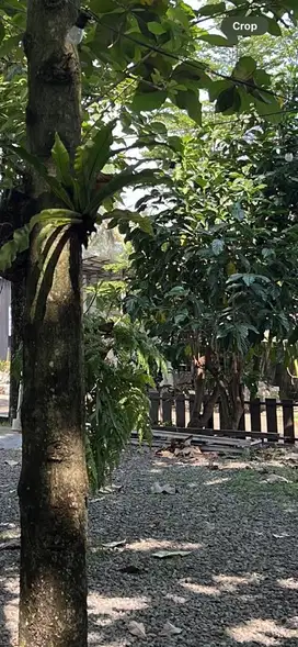 Tukang kebun/tanaman