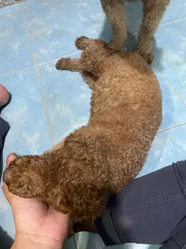 Indukan Poodle 1 Pasang