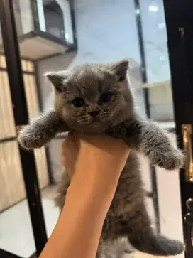Kitten british short hair