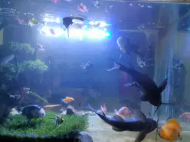 Ikan maskoki manfish slayer synodontis discus
