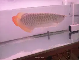 Arwana super red
