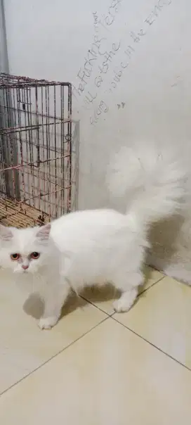 Kucing persia/flatnose