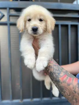 golden retriever