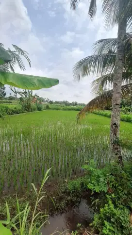 TANAH SAWAH JOGJA MURAH