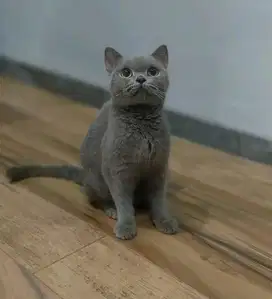 Bsh blue solid pedigree wcf betina proven