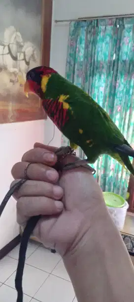 Burung parkit pelangi