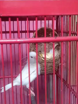 Kenari sepasang sudah produksi