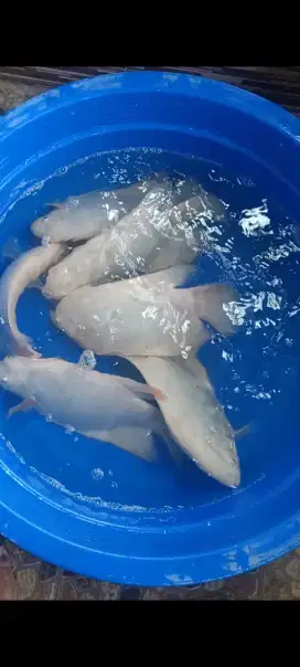 Ikan Gurame Padang Jumbo
