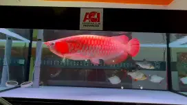 Arwana super red grade kontes 50 cm realpict