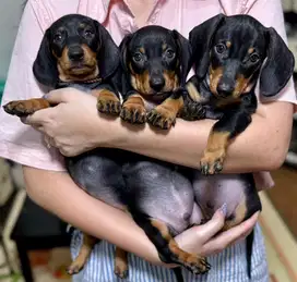 Dijual Tekel/Dachshund High Quality Stambum Black Tan