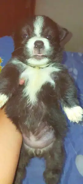 Anak anjing mix Wicklow terrier jantan