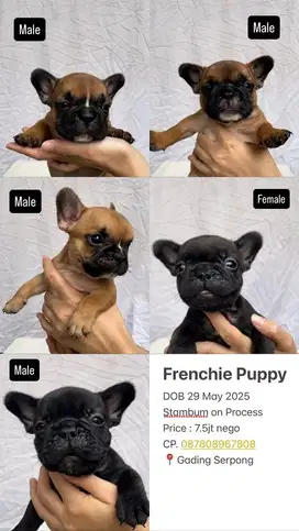 French Bulldog | Frenchie