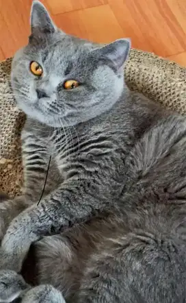 Kucing british shorthair bsh british short hair betina