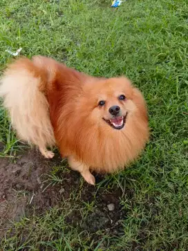 Big Pomerian Minipom
