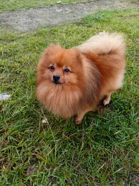 Minipom Pomerian