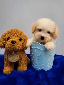 Tiny Poodle high Quality parti color