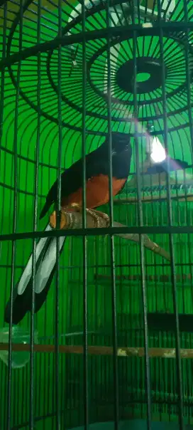Murai batu PE 18