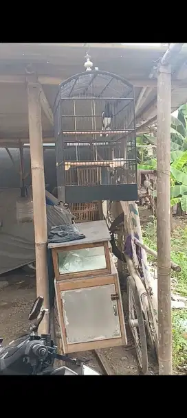 Kacer/poci dada putih