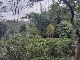 Di Jual Lahan Kebun Murah,Akses Jalan Mobil