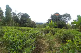 Kebun Produktif Murah Luas 4000m²,Cocok Untuk Villa