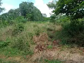 Di Jual Lahan Kebun