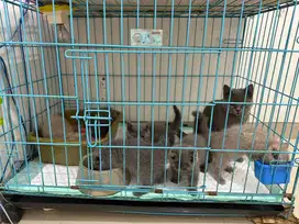Kucing BSH kitten