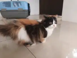 BLH munchkin calico betina