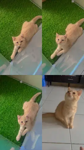 British Shorthair