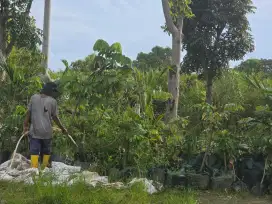 Tenaga Kerja Kebun