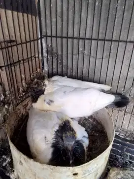 burung dara merpati songkop sepasang