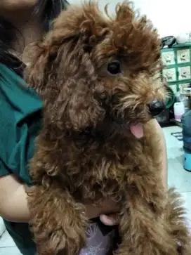 Poodle apricot jantan betina