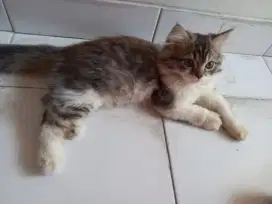 Open adop kitten persia 3bln