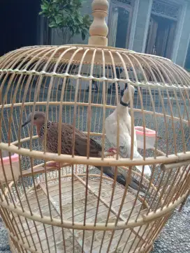 Dijual burung tekukur dan puter