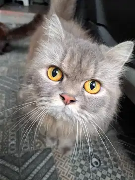 Kucing Ras Persia