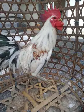 Jual ayam ketawa